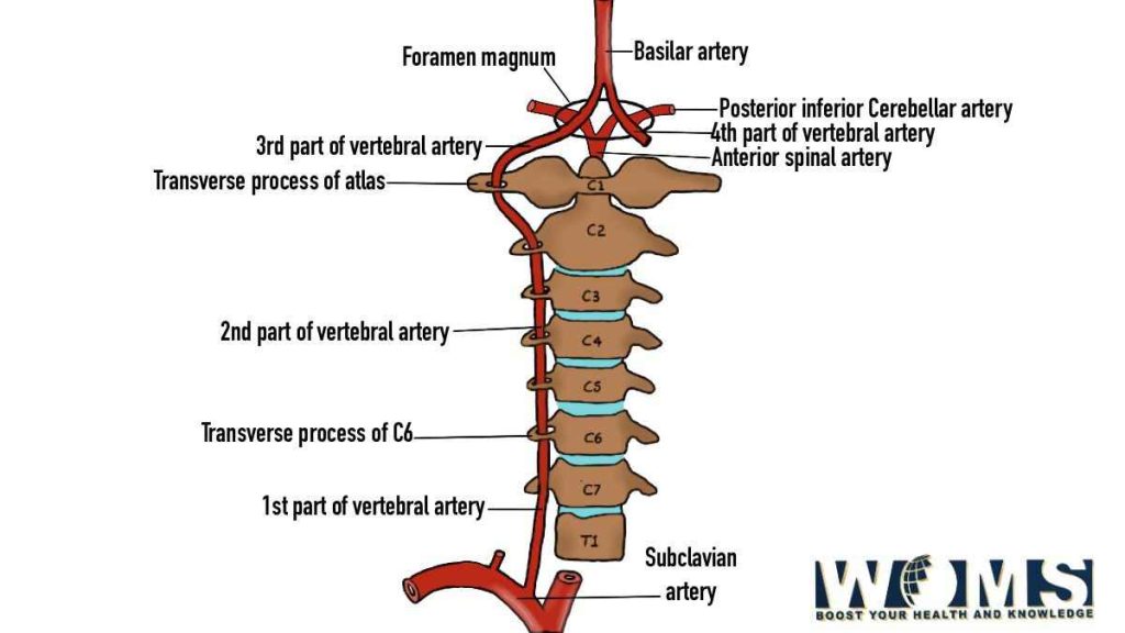 round-ligament-of-uterus-tcml-the-charsi-of-medical-literature