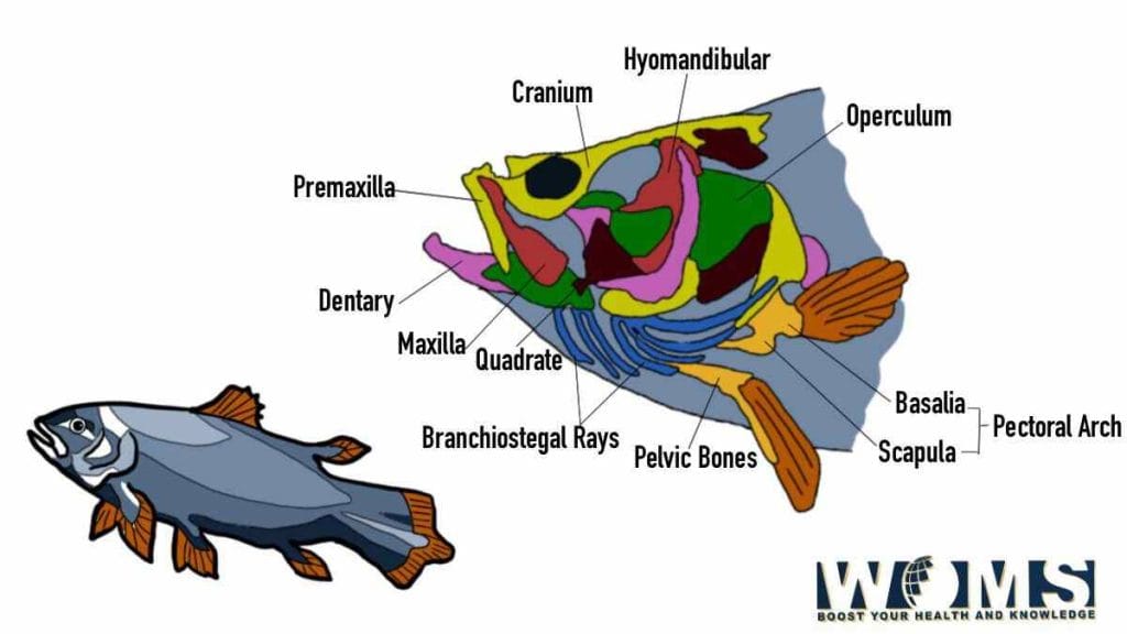Fish Skull Anatomy Images and Significance WOMS