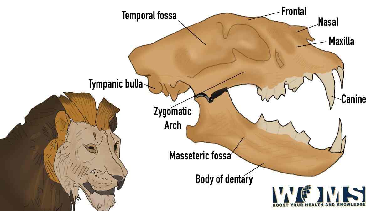 Lion Skull Diagram