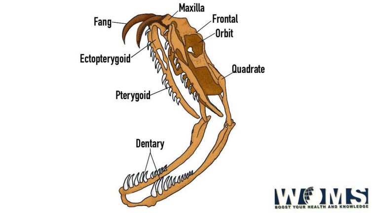 The ultimate guide to Dog Skull: 3 types and Images - WOMS