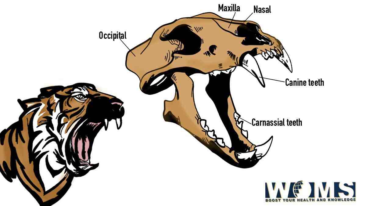 Tiger Teeth Diagram