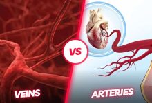Veins and Arteries Difference
