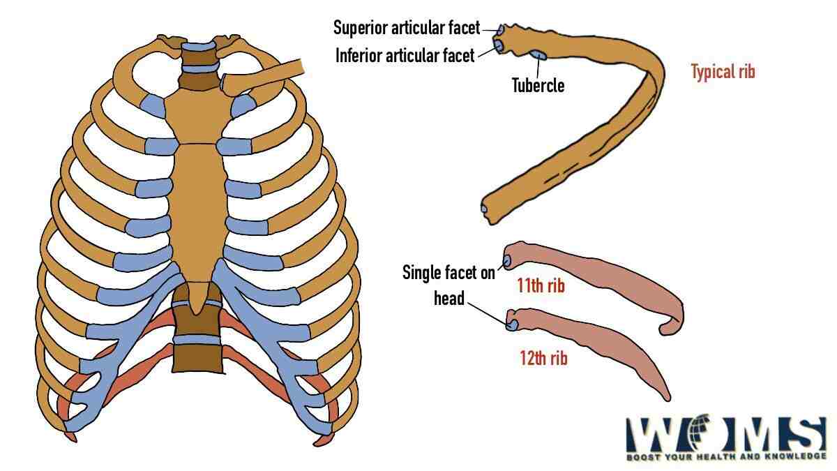 Floating Ribs In Human Numbers, Location and Anatomy WOMS