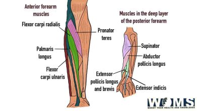 forearm muscles ( how to get long forearm)