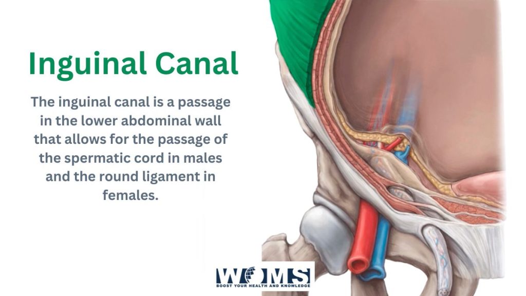 Inguinal Canal Anatomy And Important Clinical Conditions Woms