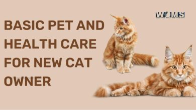 Common Health Problems in Cats