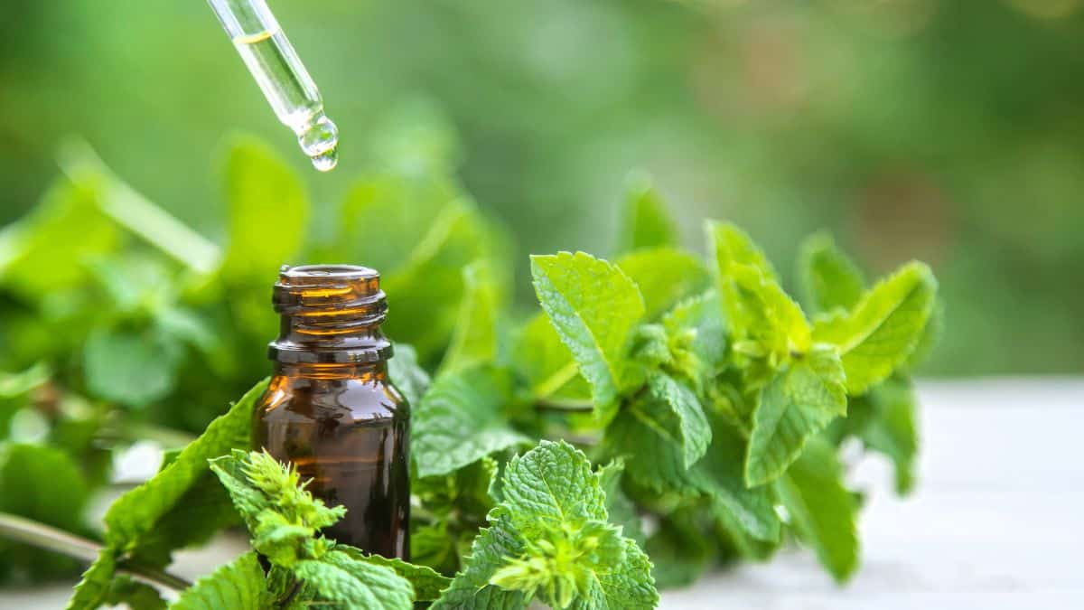 Peppermint Essential Oil