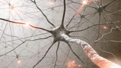 Neural Plasticity