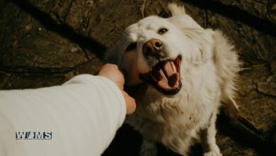 Austin Pets